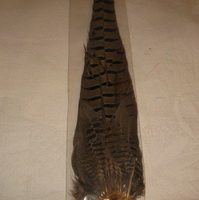 ringneck pheasant complete tail  natural 